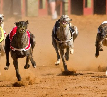 greyhounds betting exchange