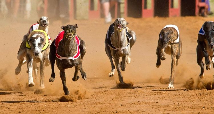 greyhounds betting exchange