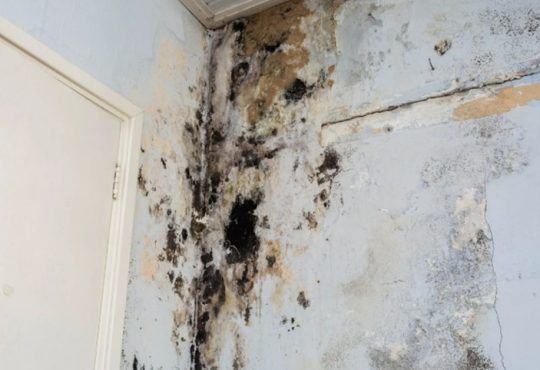 Preventing Mold Growth